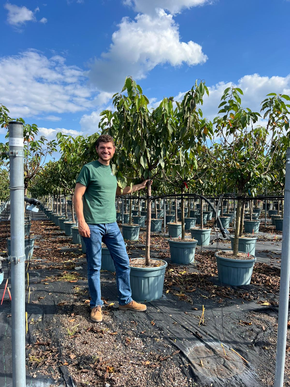 Cerisier Bigarreau Burlat (Prunus avium Bigarreau Burlat) - Image 14
