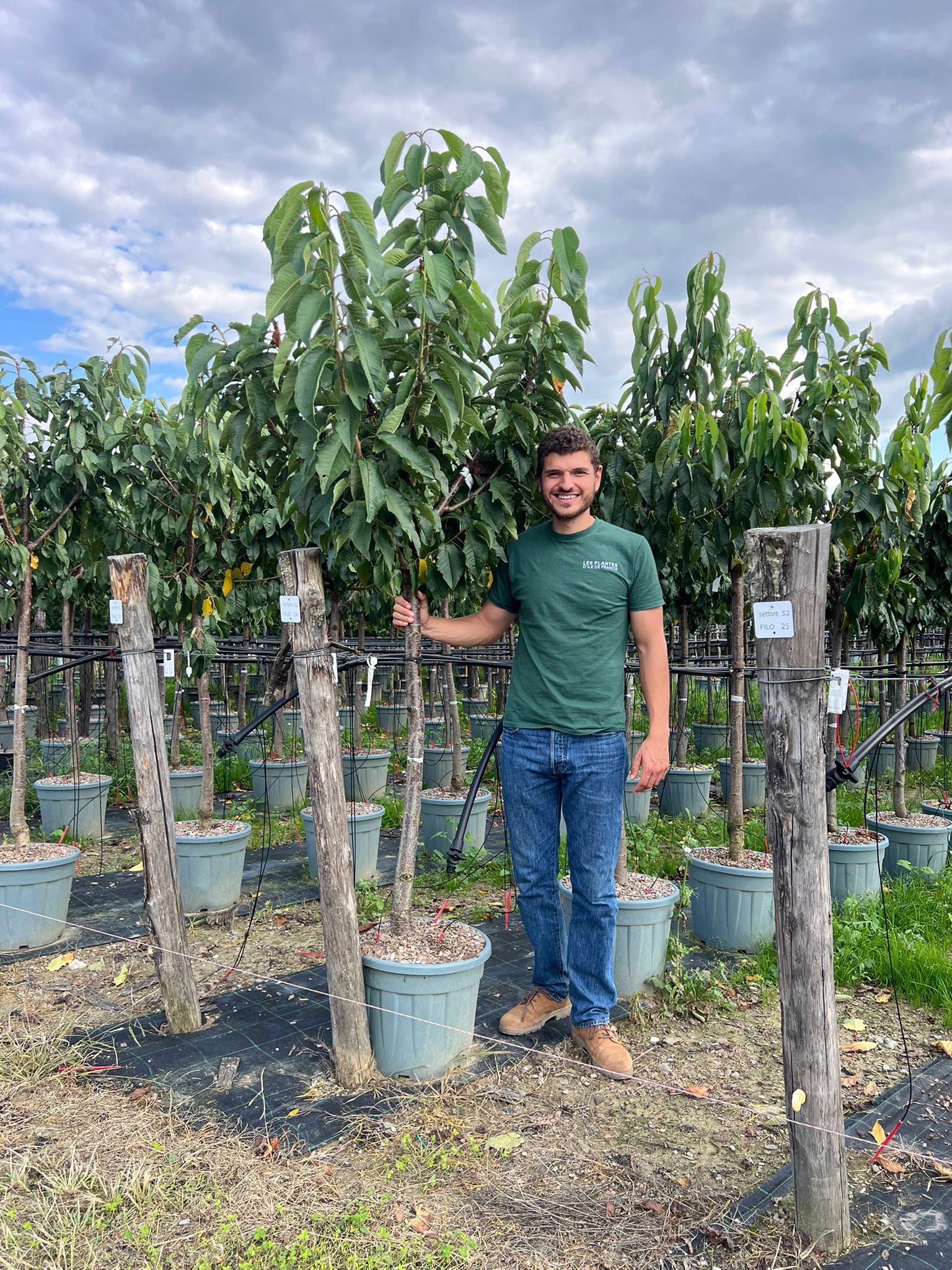 Cerisier Bigarreau Burlat (Prunus avium Bigarreau Burlat) - Image 15