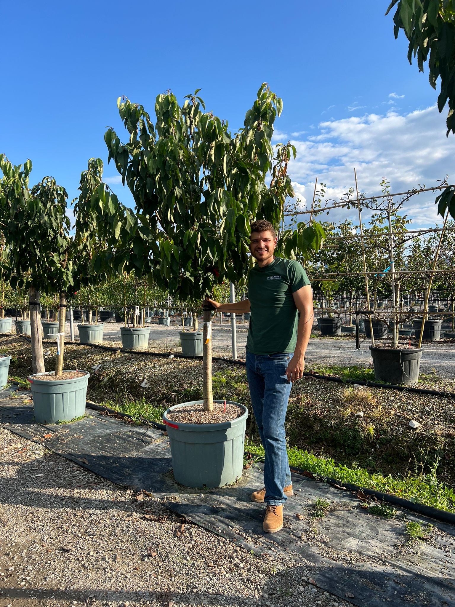Cerisier Bigarreau Burlat (Prunus avium Bigarreau Burlat) - Image 16