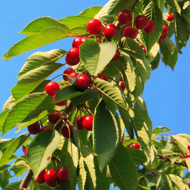 Cerisier Bigarreau Burlat (Prunus avium Bigarreau Burlat) - Image 3