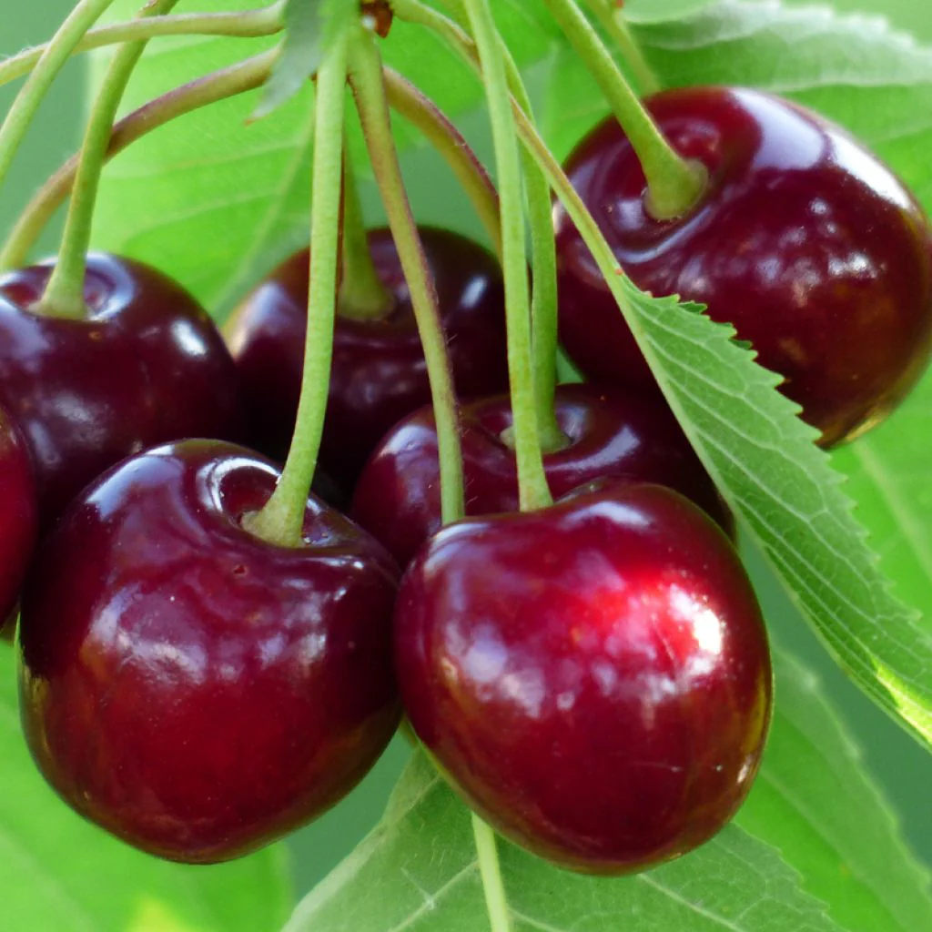 Cerisier Bigarreau Burlat (Prunus avium Bigarreau Burlat) - Image 6