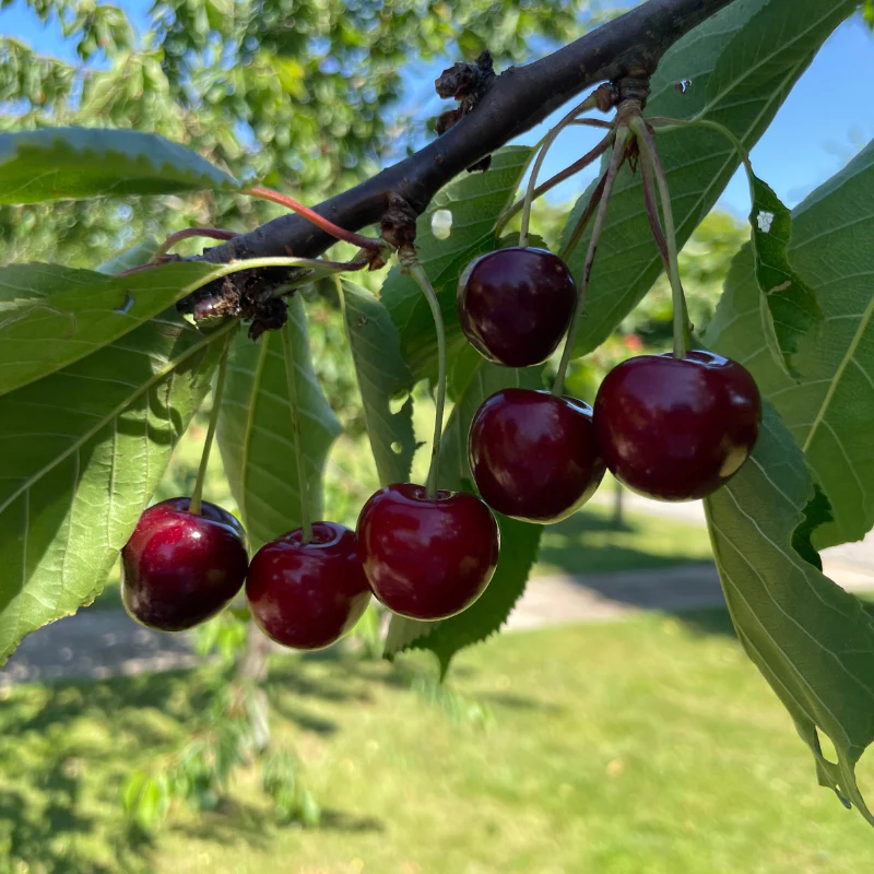 Cerisier Bigarreau Burlat (Prunus avium Bigarreau Burlat) - Image 8