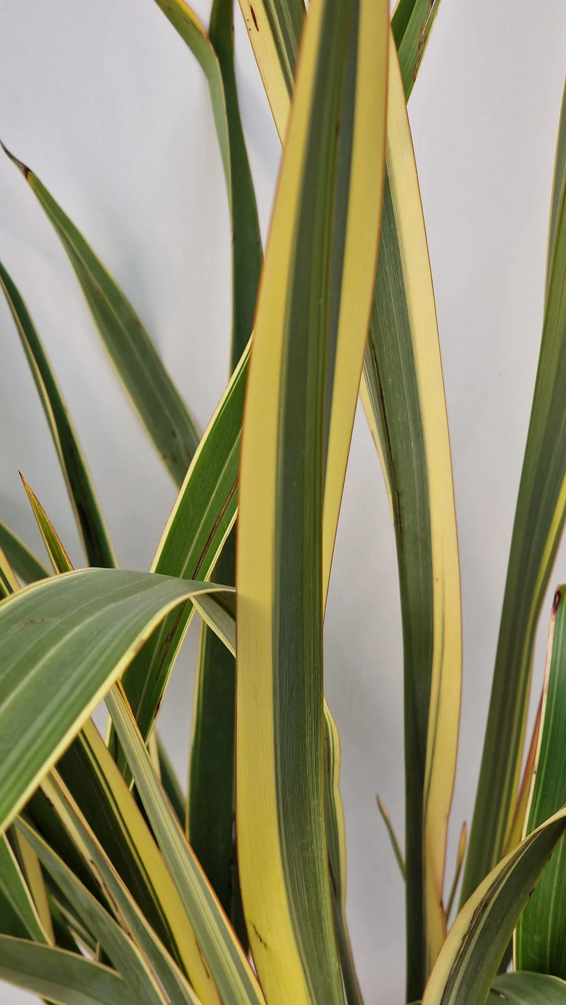Cordyline (Dracaena) - Image 10