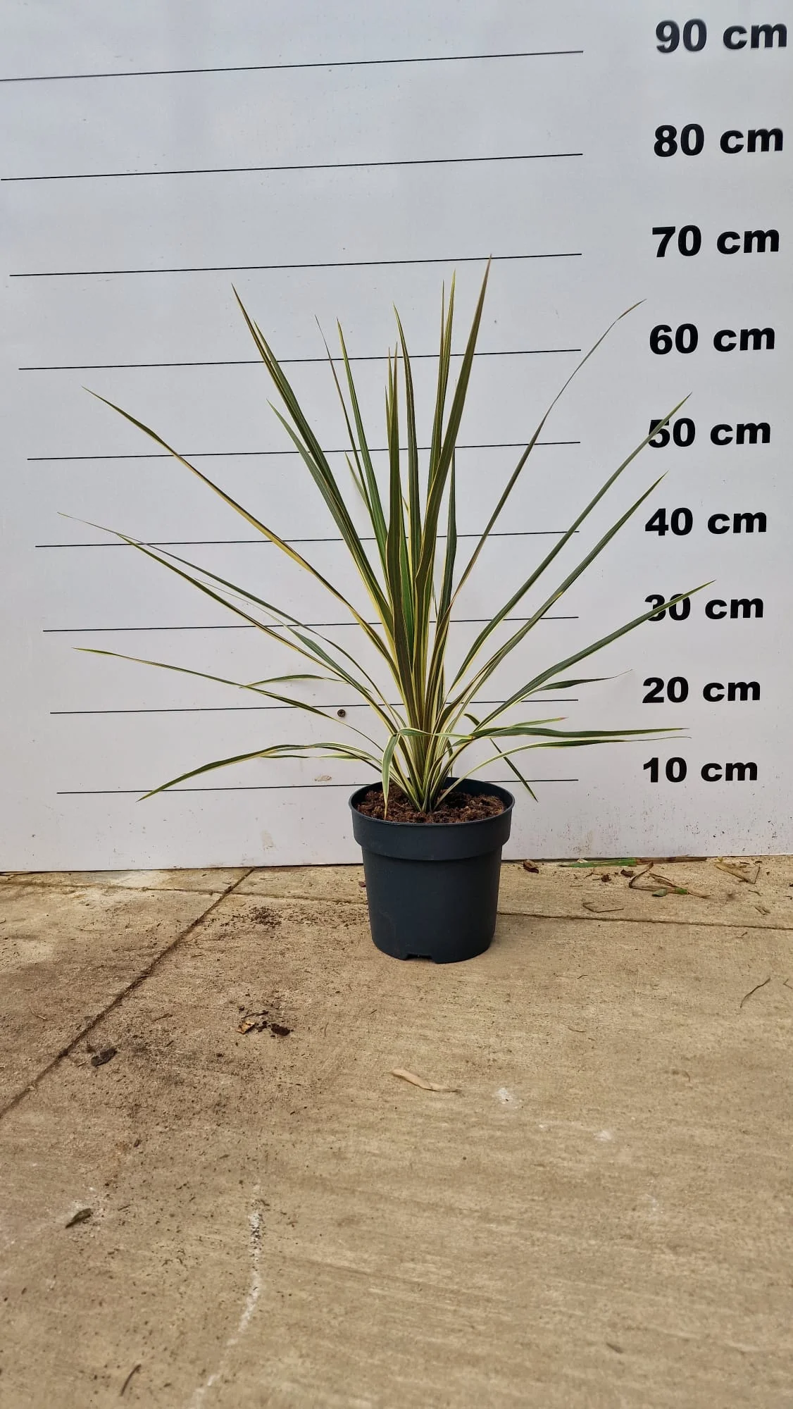 Cordyline (Dracaena) - Image 11