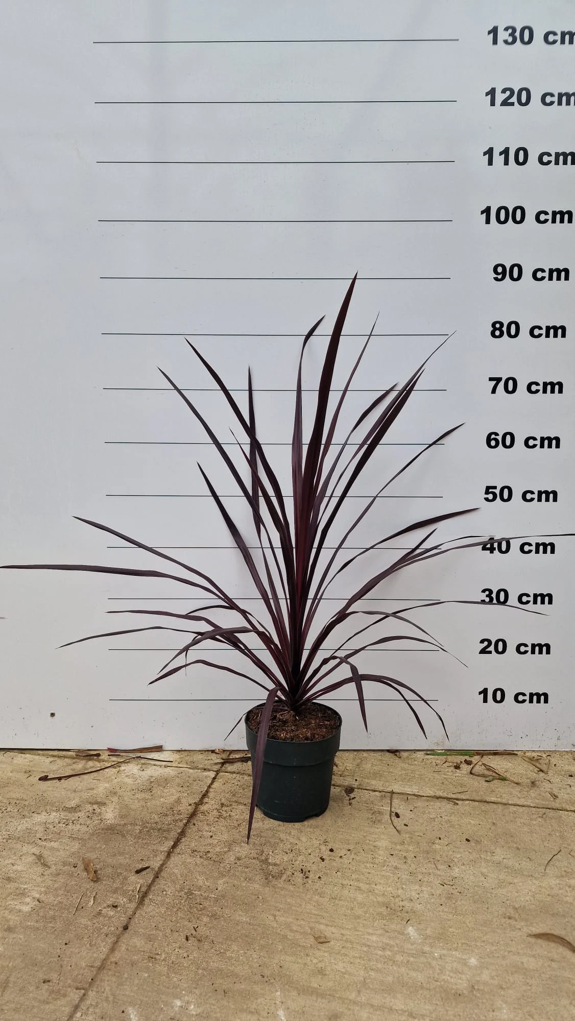 Cordyline (Dracaena) - Image 12