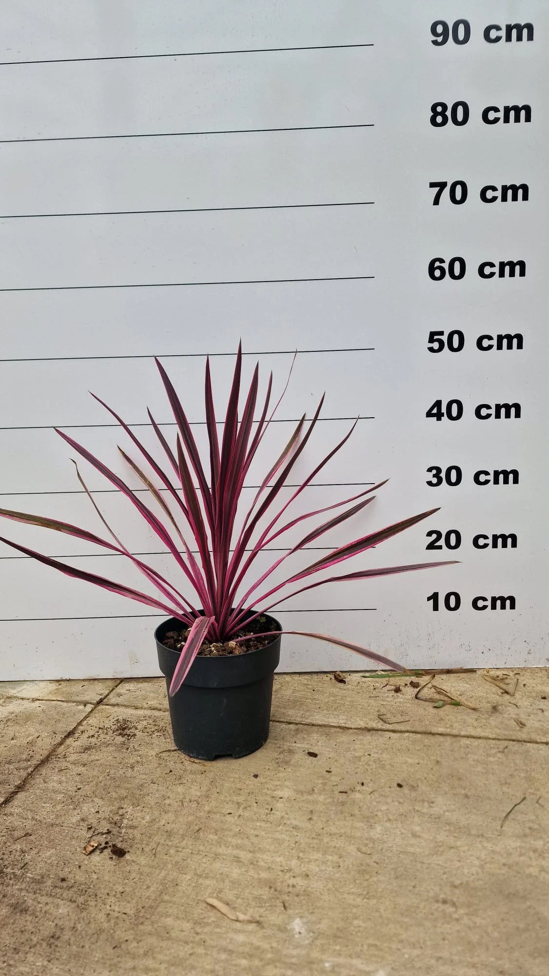 Cordyline (Dracaena) - Image 13