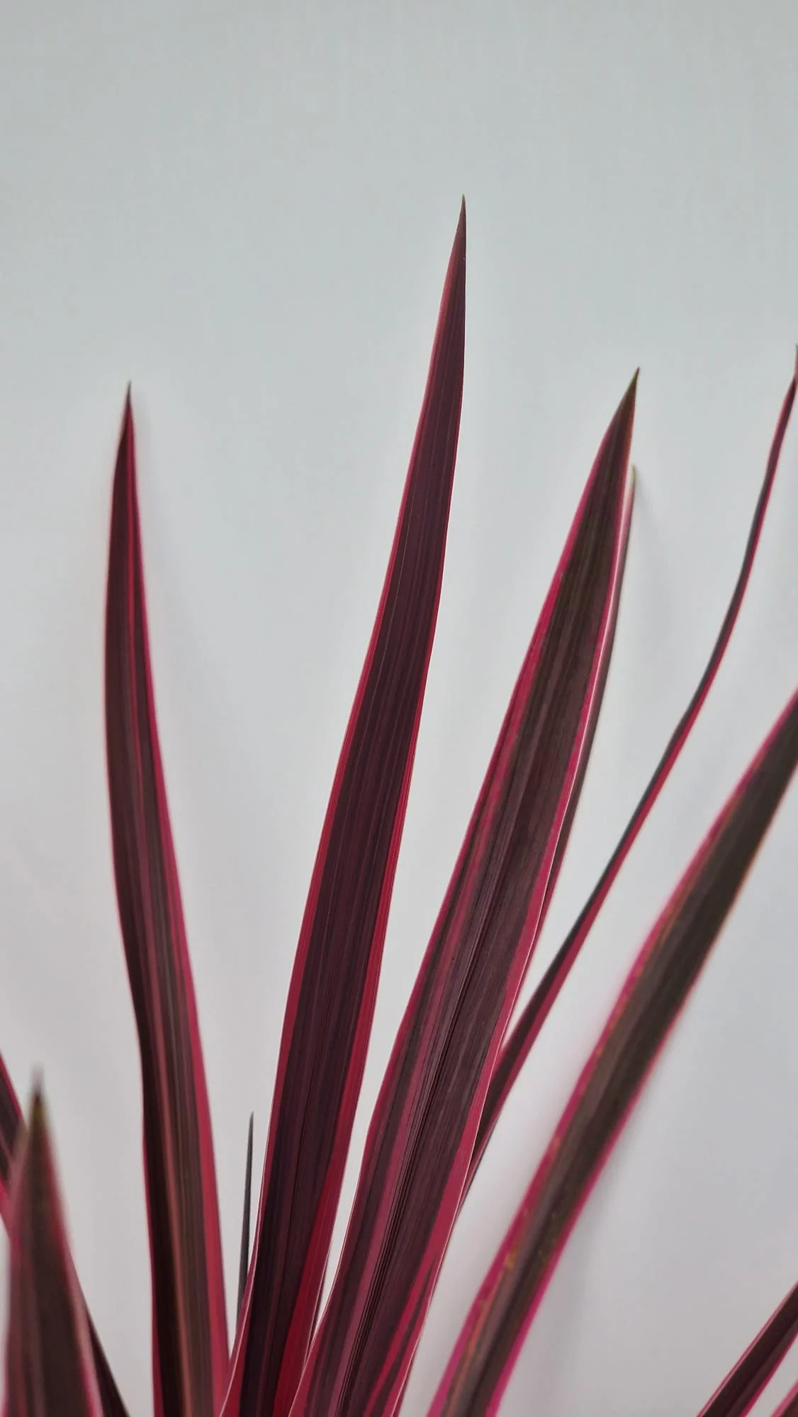 Cordyline (Dracaena) - Image 14