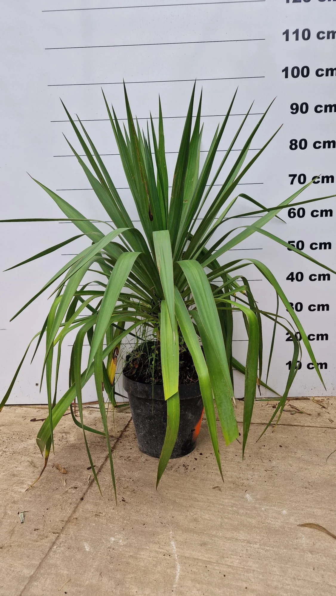 Cordyline (Dracaena) - Image 16