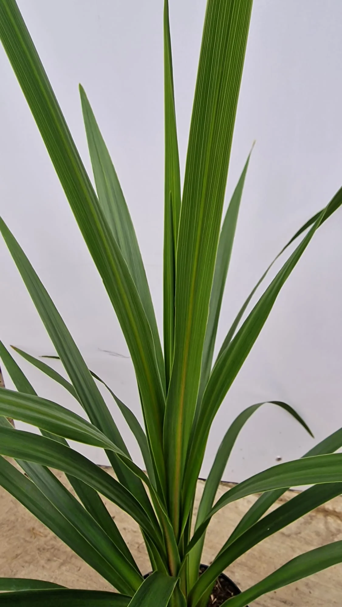 Cordyline (Dracaena) - Image 17