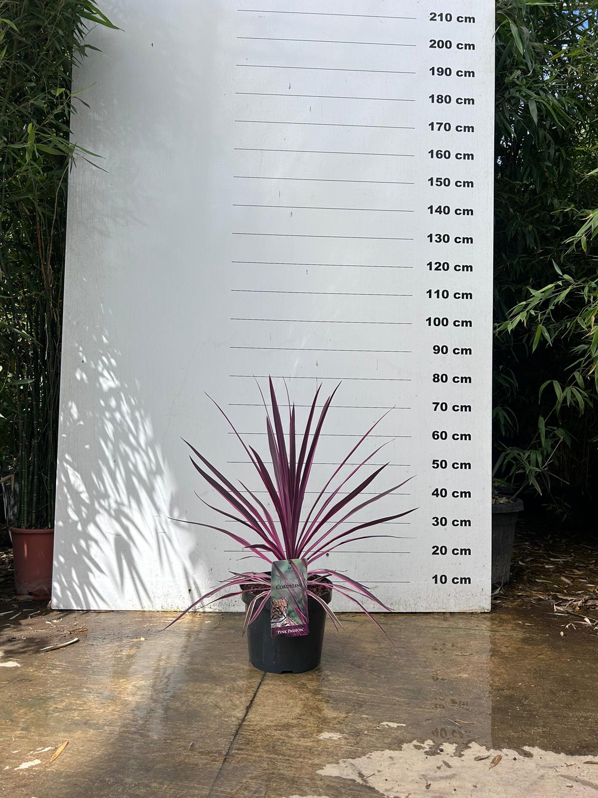 Cordyline (Dracaena) - Image 18
