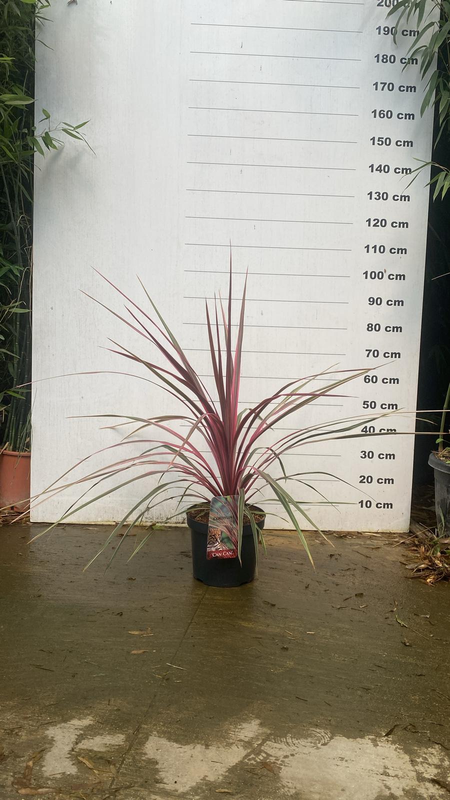 Cordyline (Dracaena) - Image 20