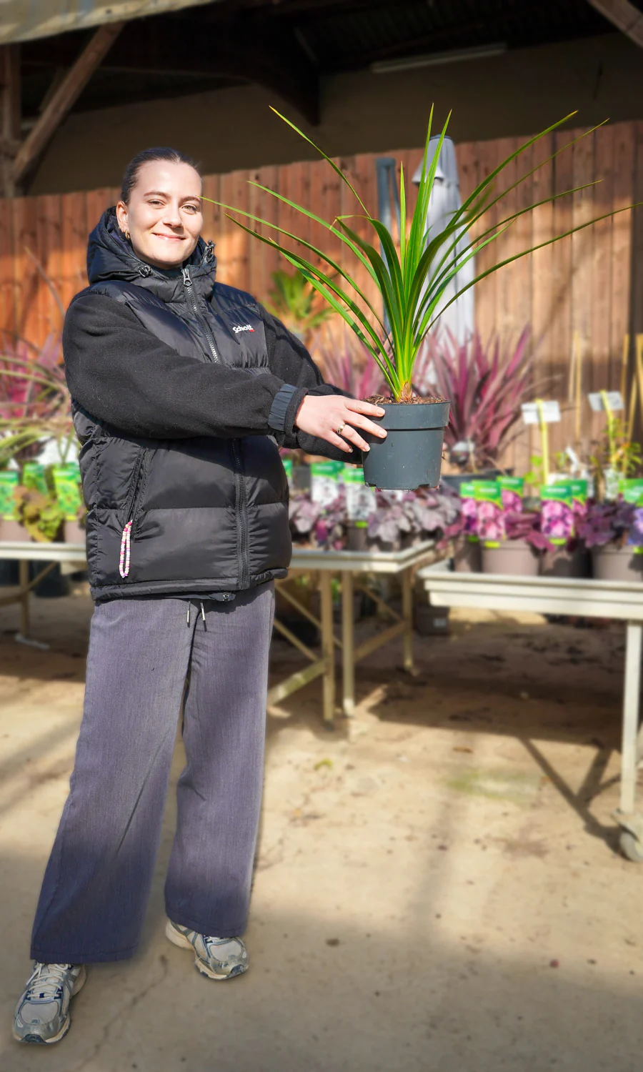 Cordyline (Dracaena) - Image 21