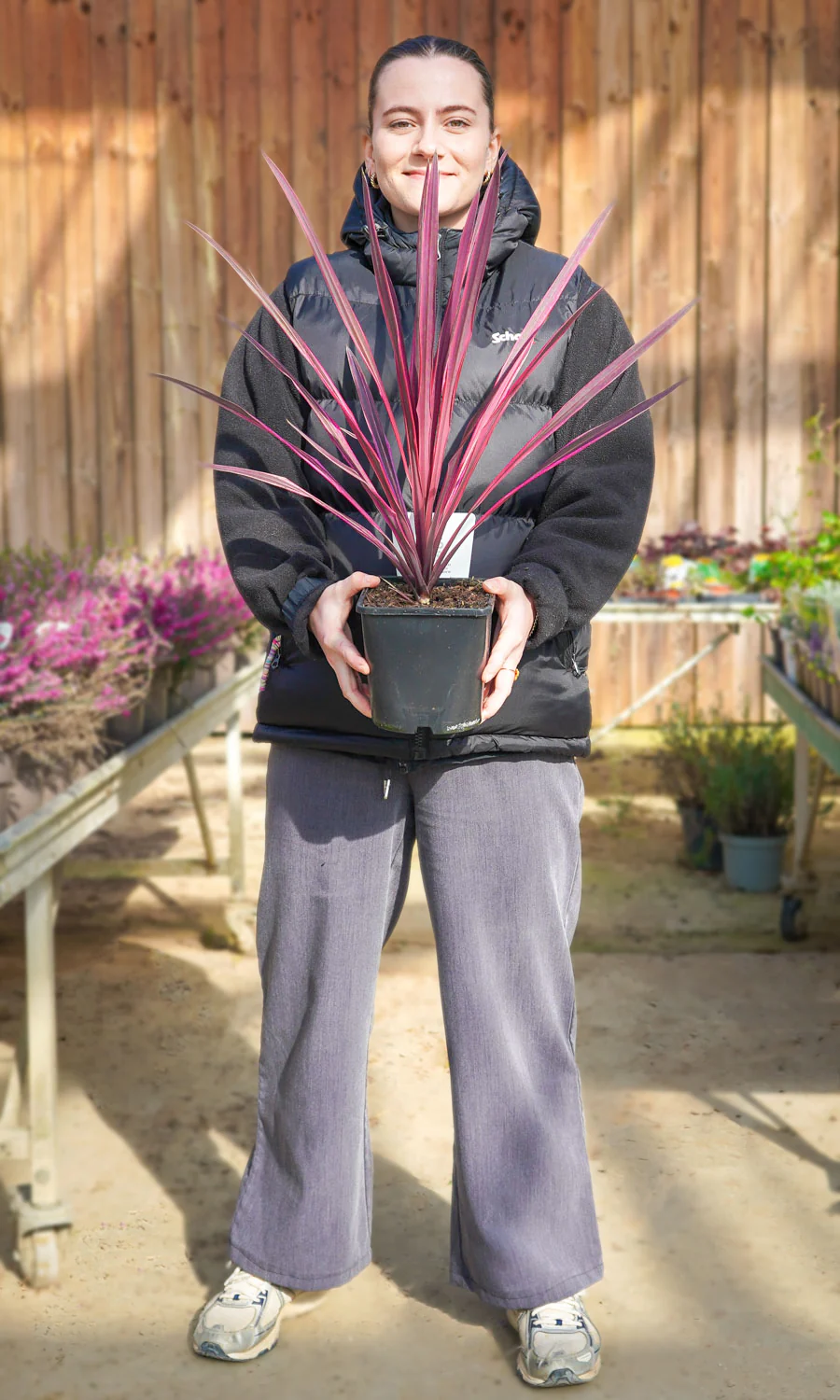 Cordyline (Dracaena) - Image 22