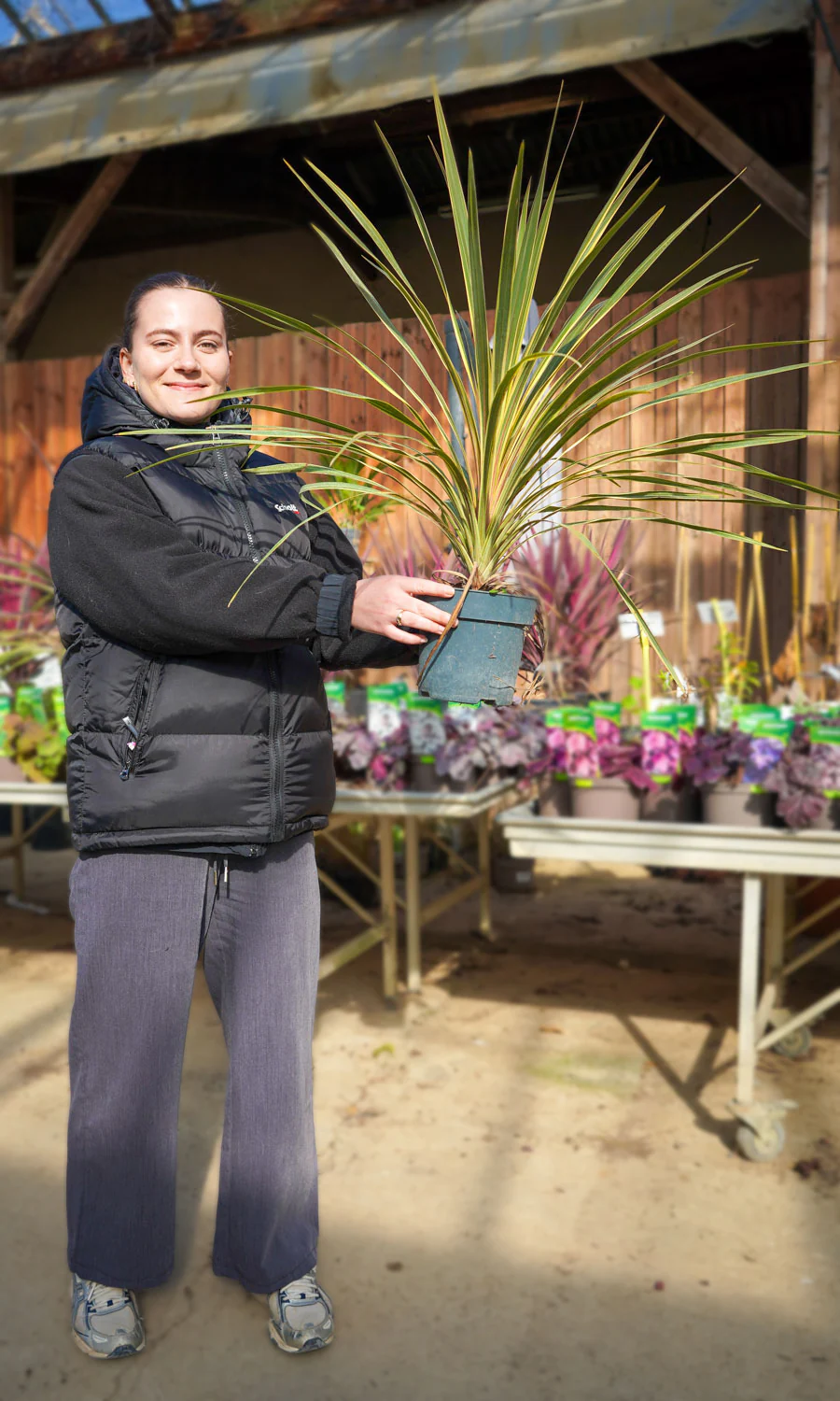 Cordyline (Dracaena) - Image 23