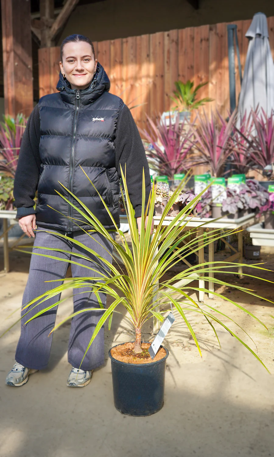 Cordyline (Dracaena) - Image 24