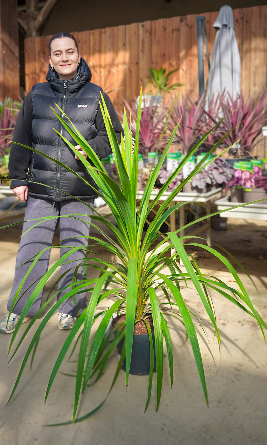 Cordyline (Dracaena) - Image 25