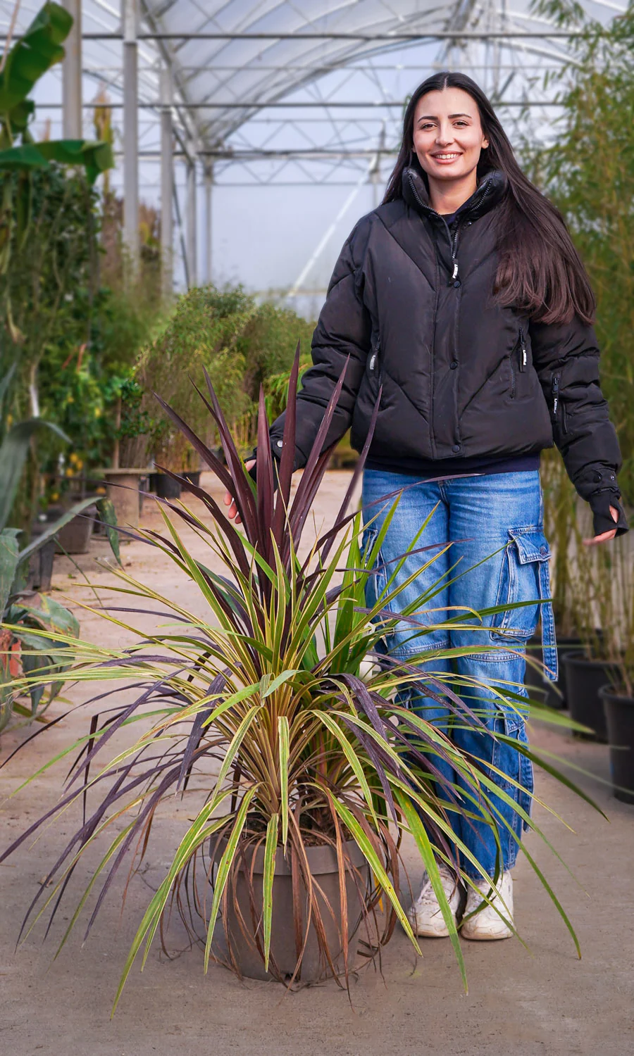 Cordyline (Dracaena) - Image 26