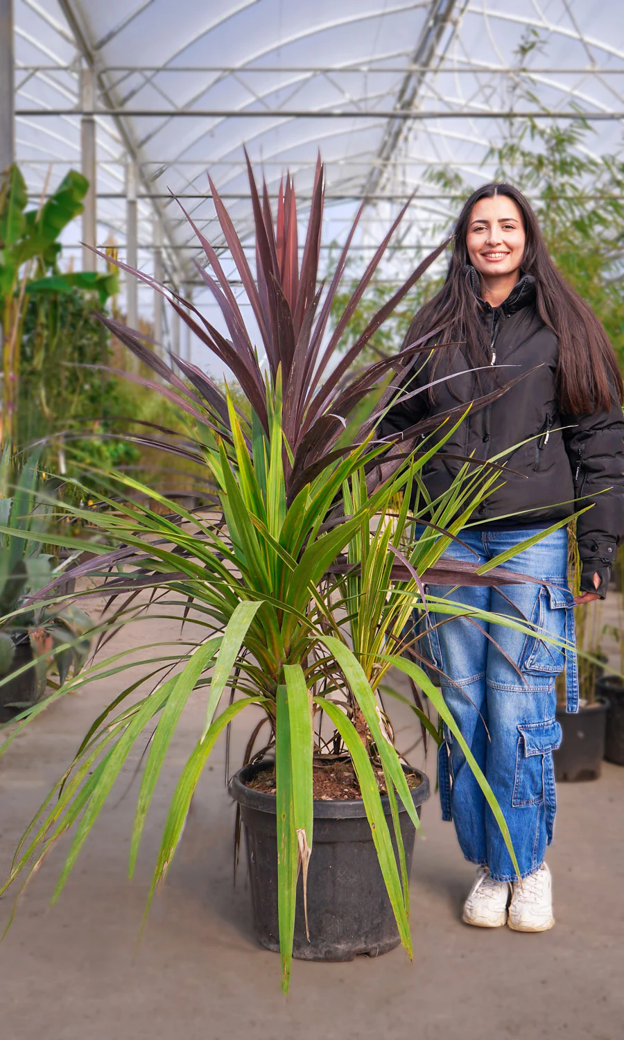 Cordyline (Dracaena) - Image 27