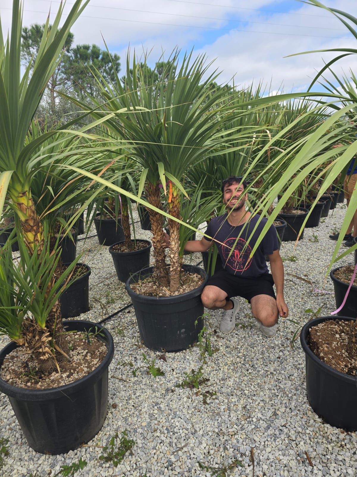 Cordyline (Dracaena) - Image 28
