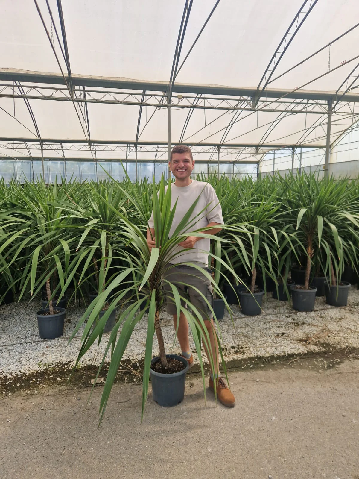 Cordyline (Dracaena) - Image 29