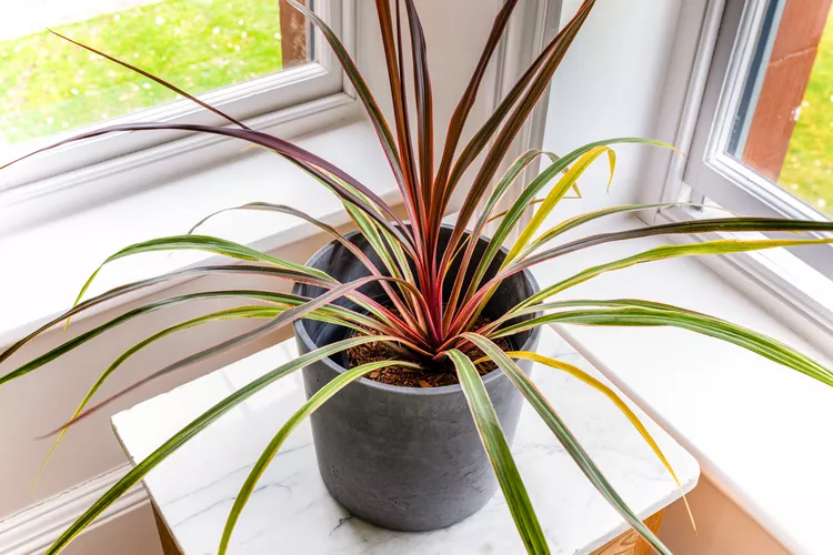 Cordyline (Dracaena) - Image 3