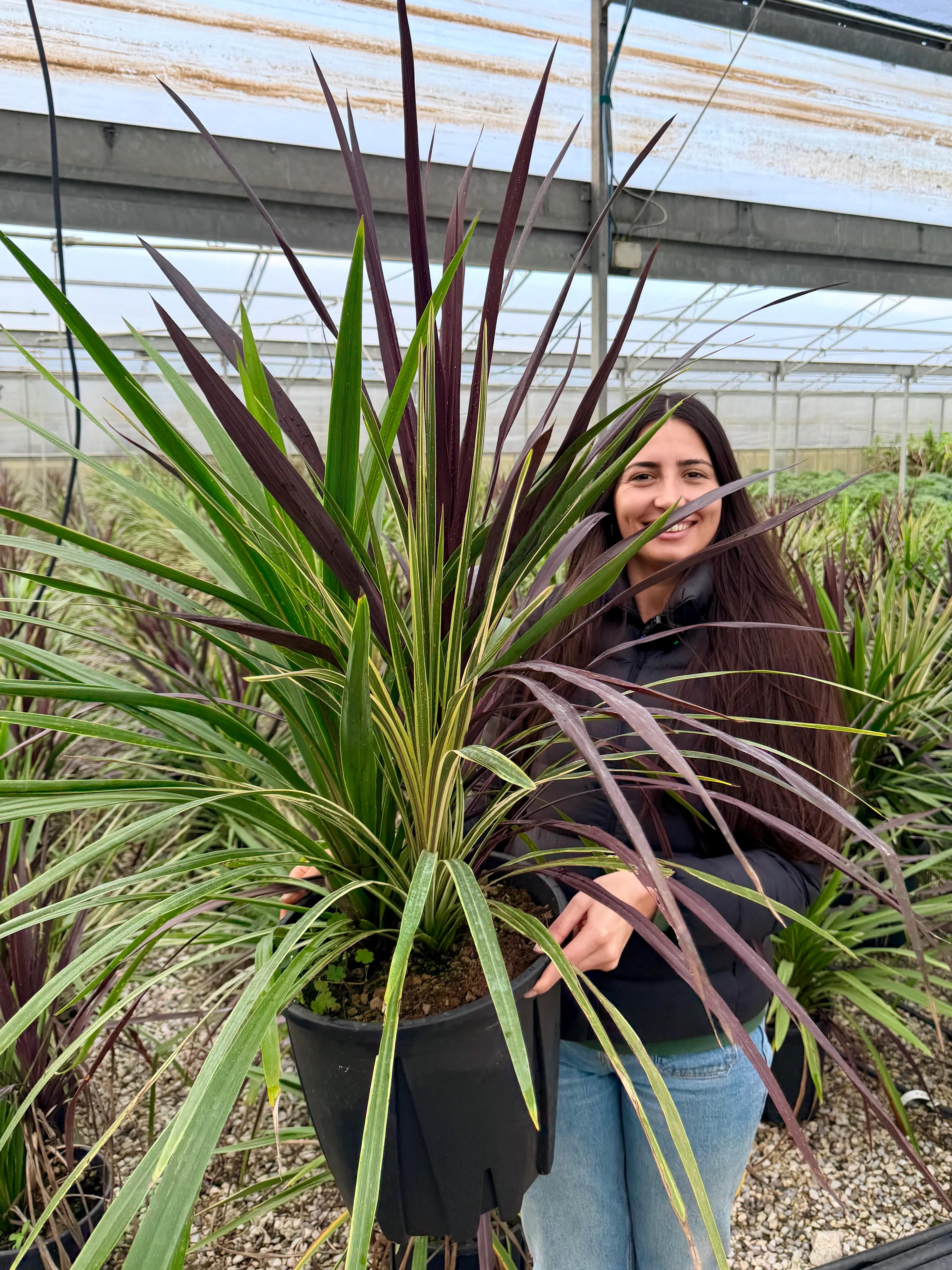 Cordyline (Dracaena) - Image 30