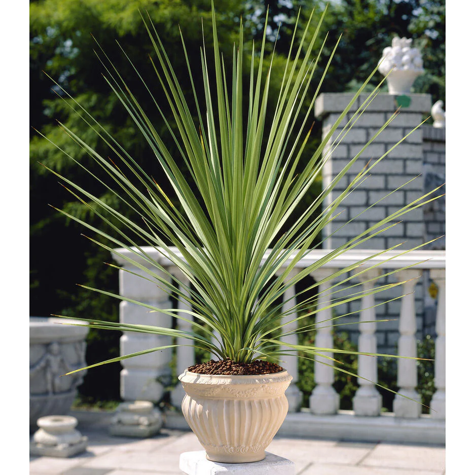 Cordyline (Dracaena) - Image 4