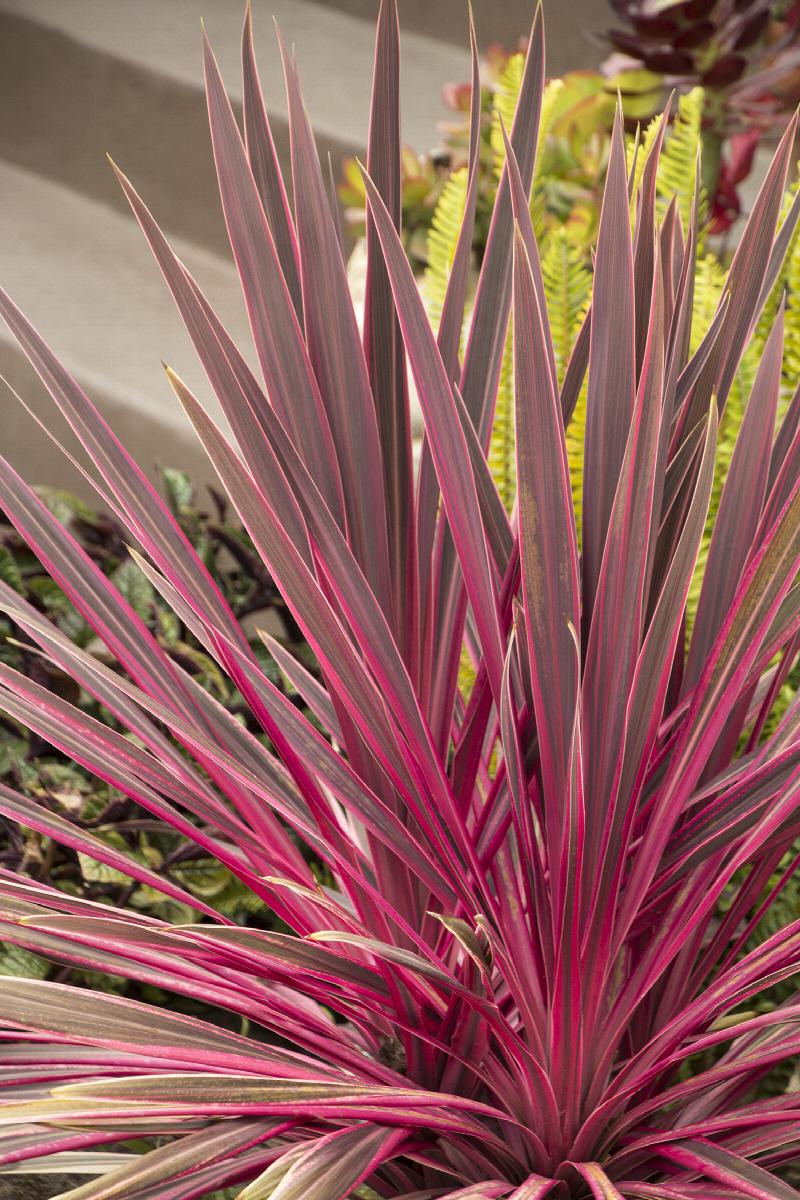 Cordyline (Dracaena) - Image 5