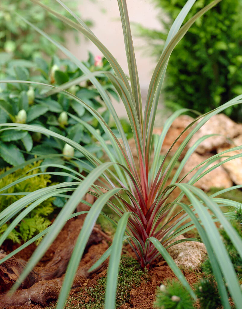 Cordyline (Dracaena) - Image 6