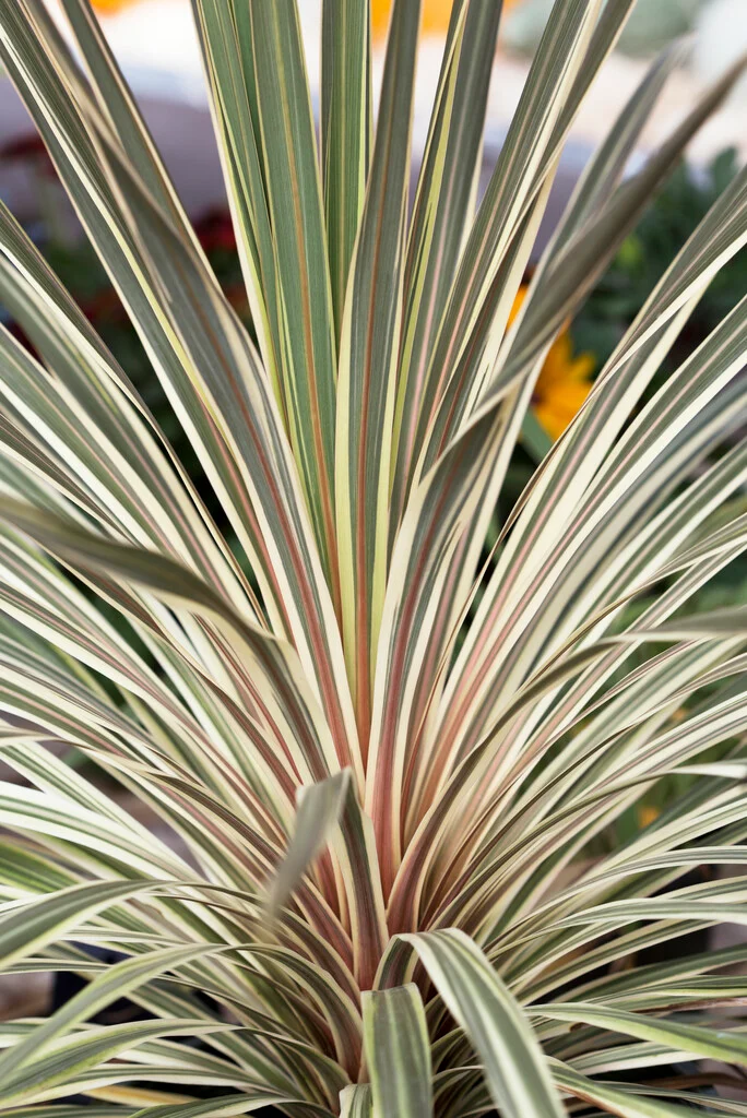 Cordyline (Dracaena) - Image 7