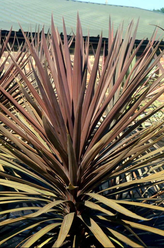 Cordyline (Dracaena) - Image 8