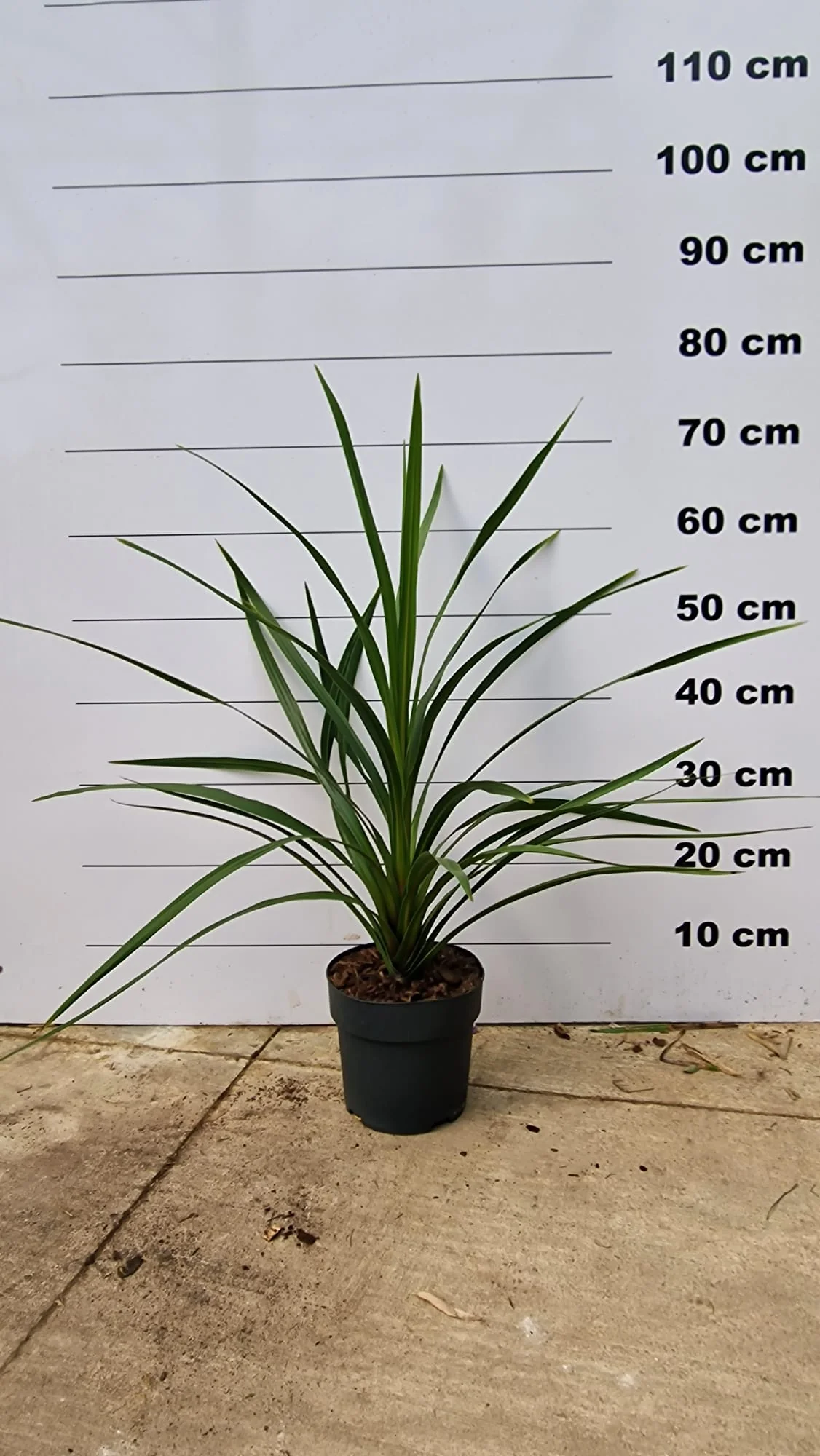 Cordyline (Dracaena) - Image 9
