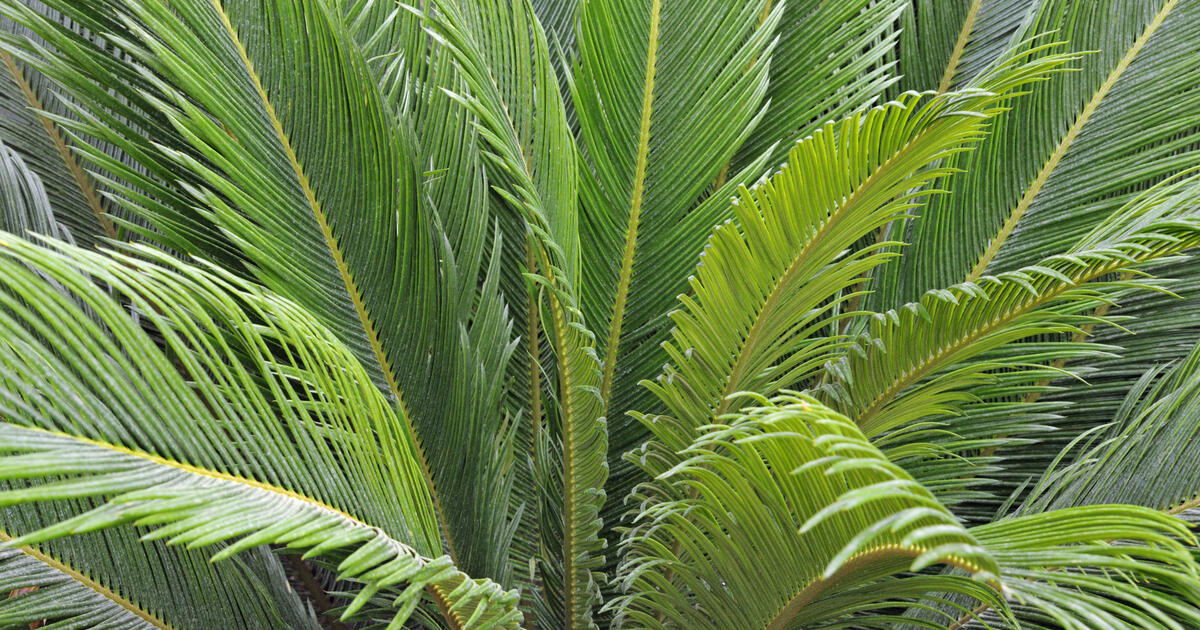 Cycas du Japon (Cycas Revoluta) - Image 3