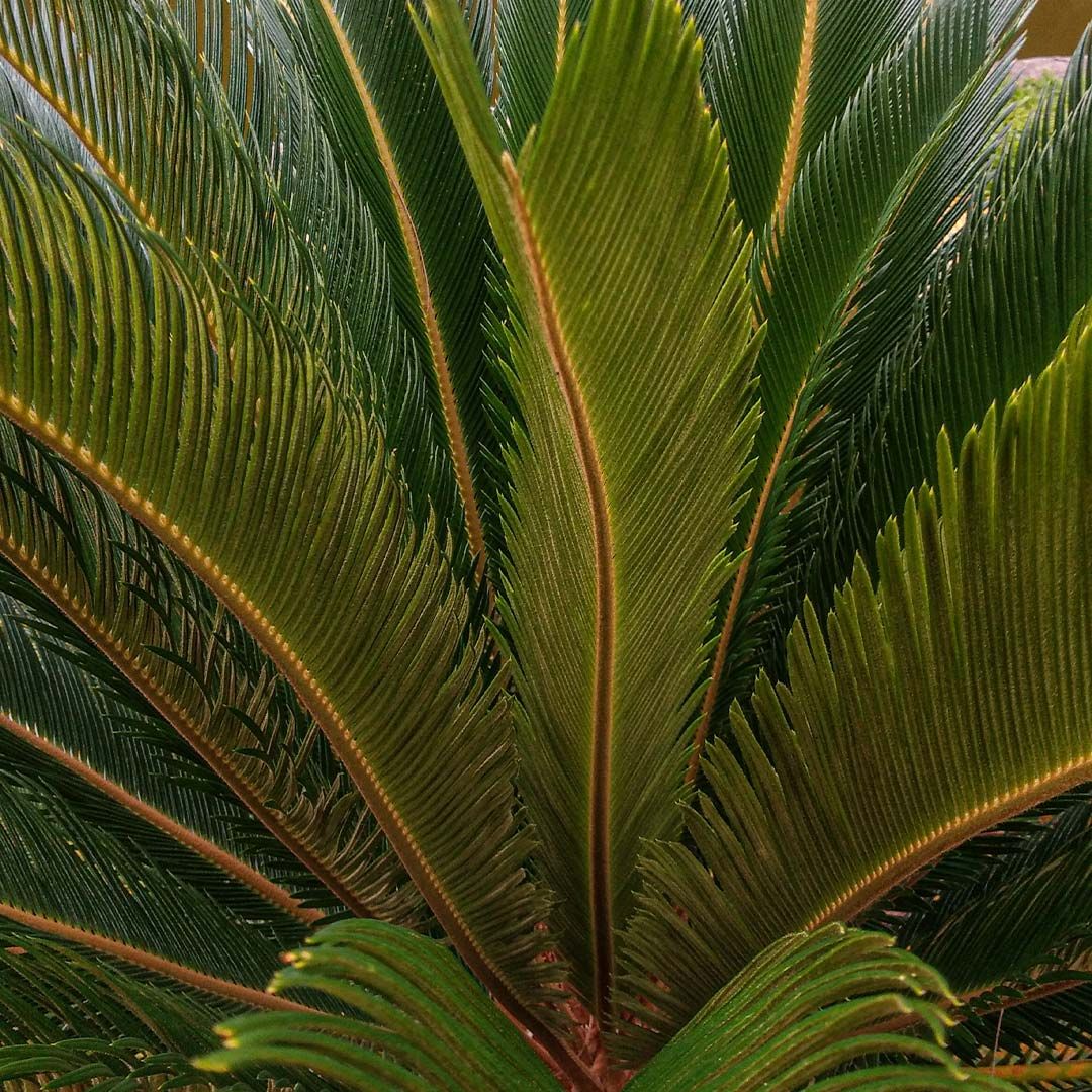 Cycas du Japon (Cycas Revoluta) - Image 4