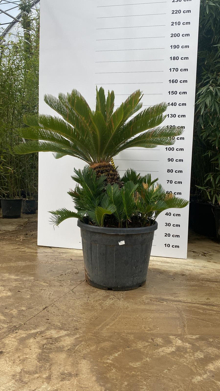 Cycas du Japon (Cycas Revoluta) - Image 5