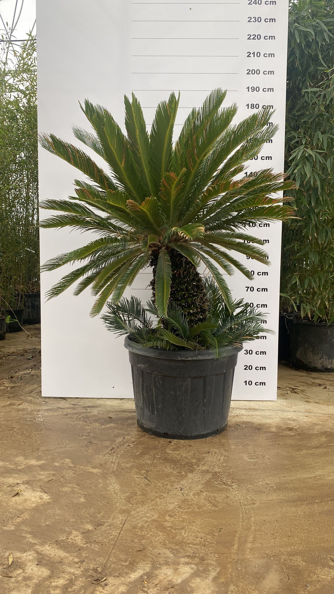 Cycas du Japon (Cycas Revoluta) - Image 6