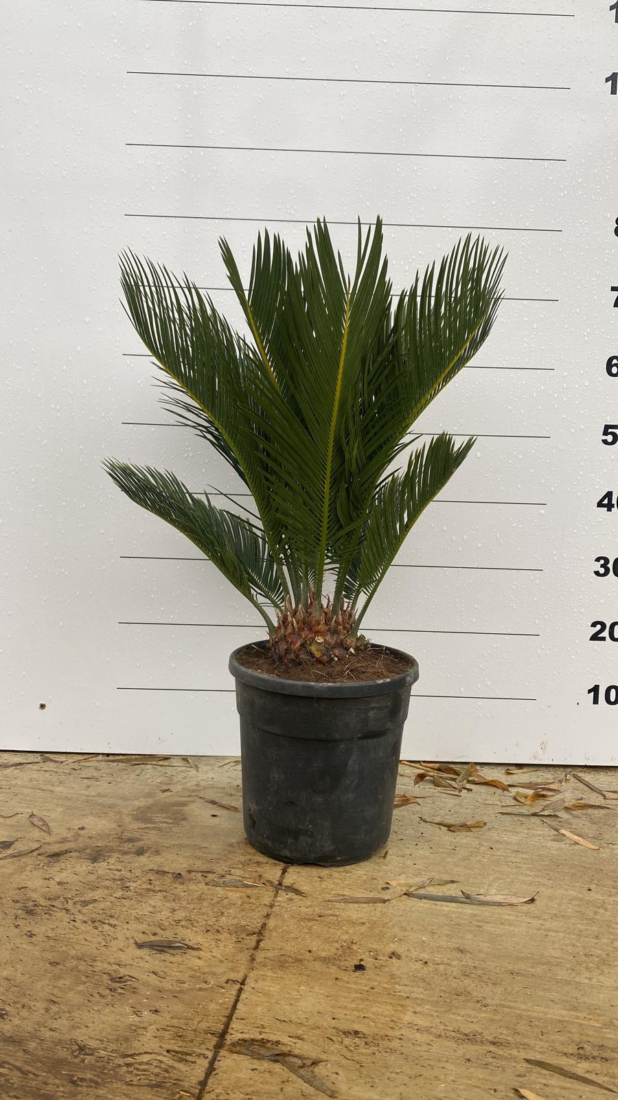 Cycas du Japon (Cycas Revoluta) - Image 7