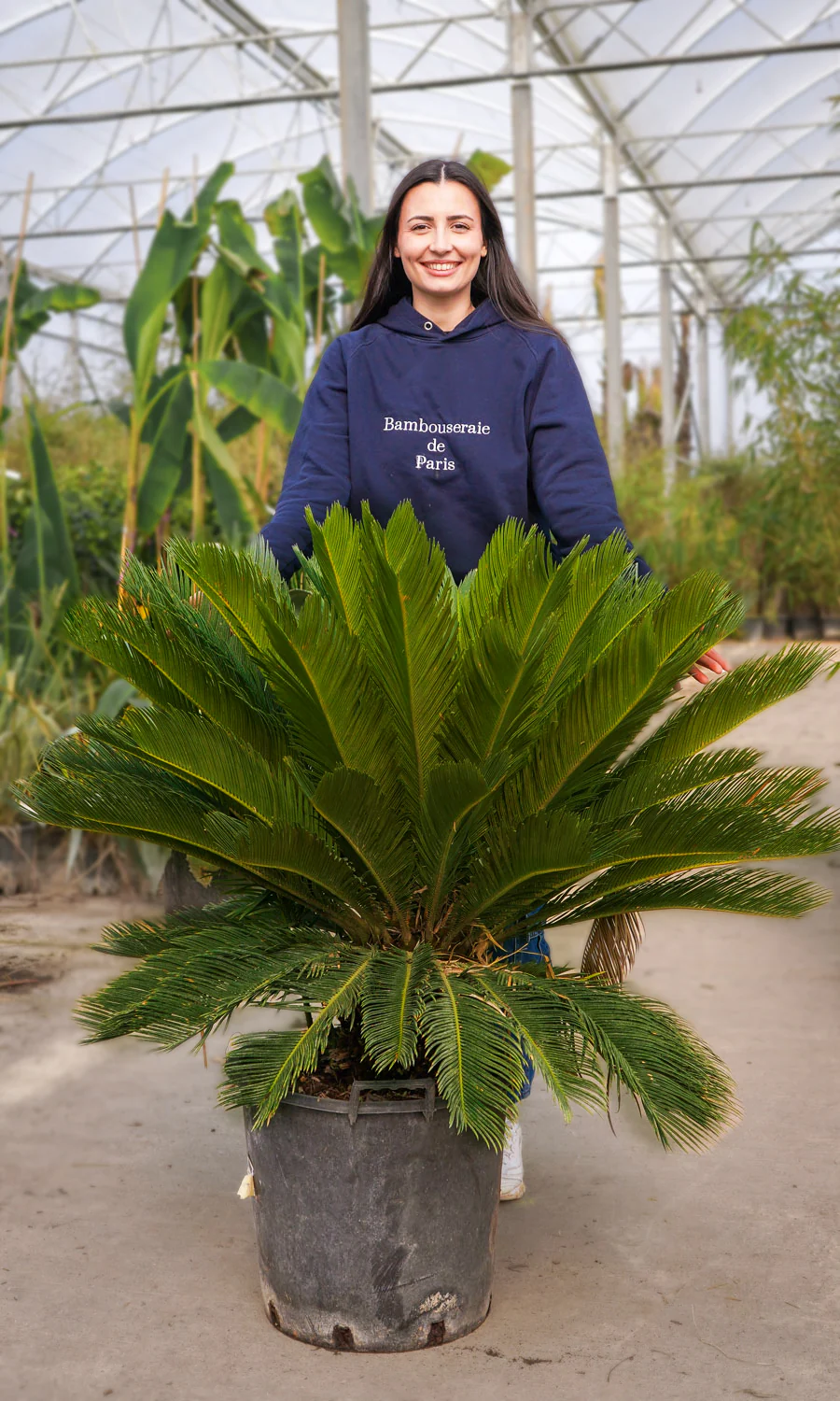 Cycas du Japon (Cycas Revoluta) - Image 8