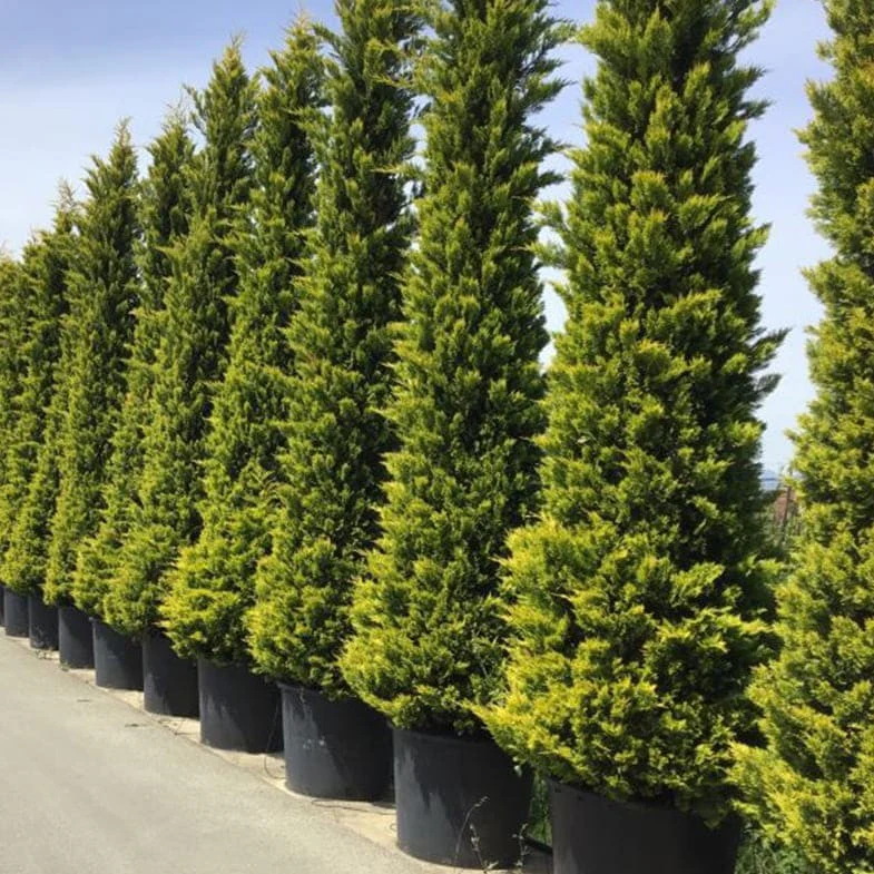 Cyprès Doré (Castlewellan Gold) - Image 3