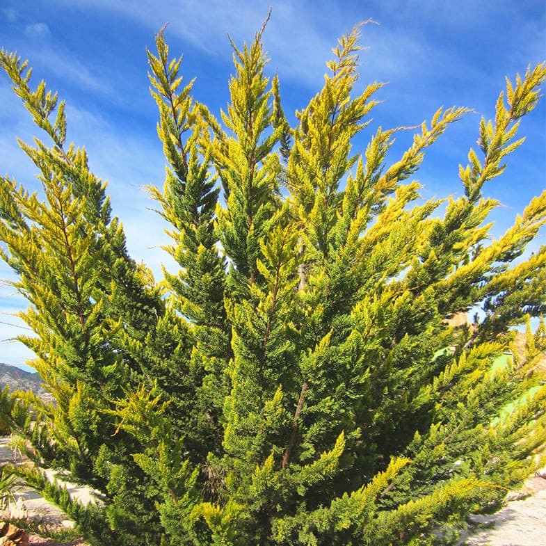 Cyprès Doré (Castlewellan Gold) - Image 4