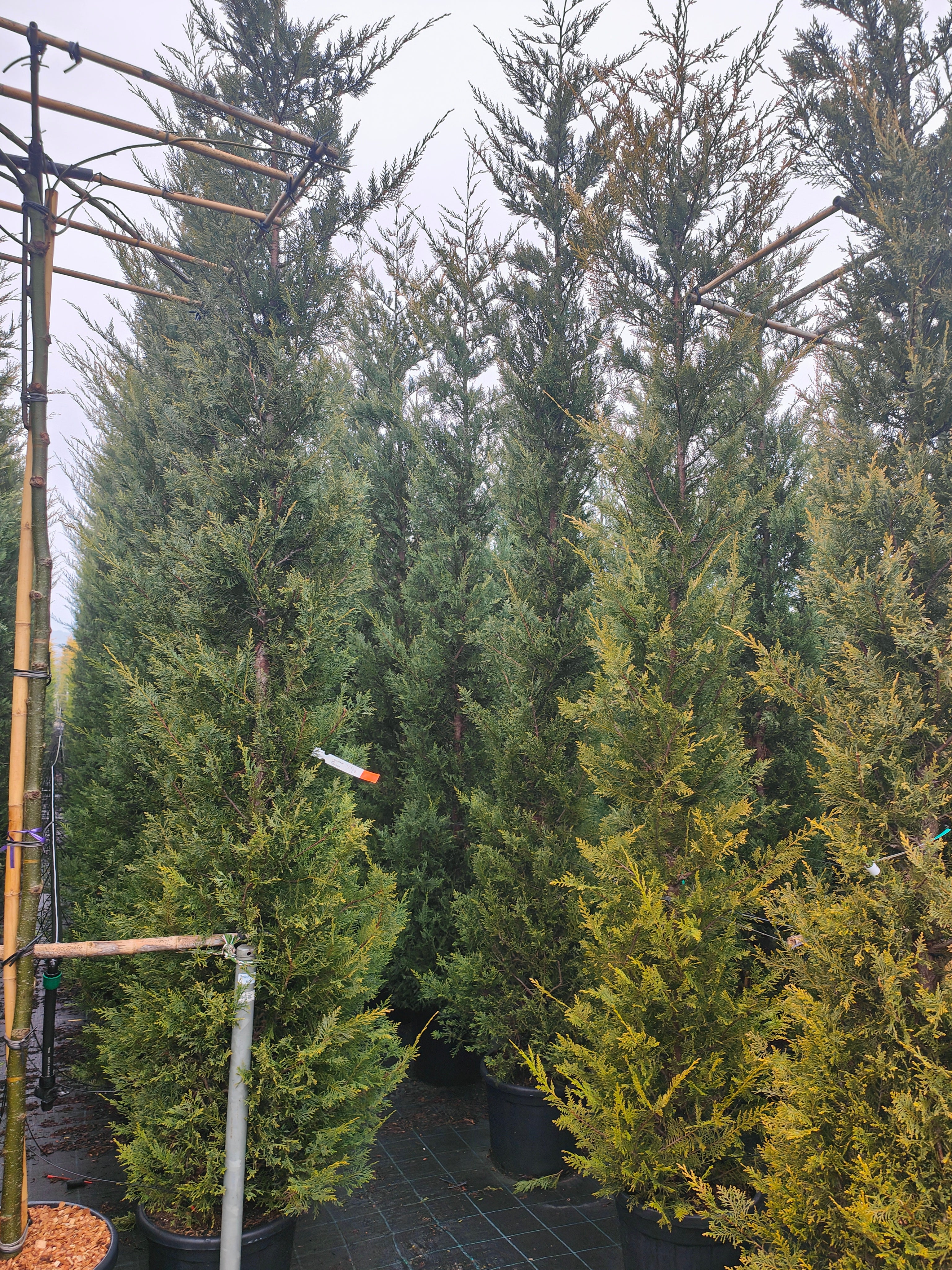 Cyprès Doré (Castlewellan Gold) - Image 5