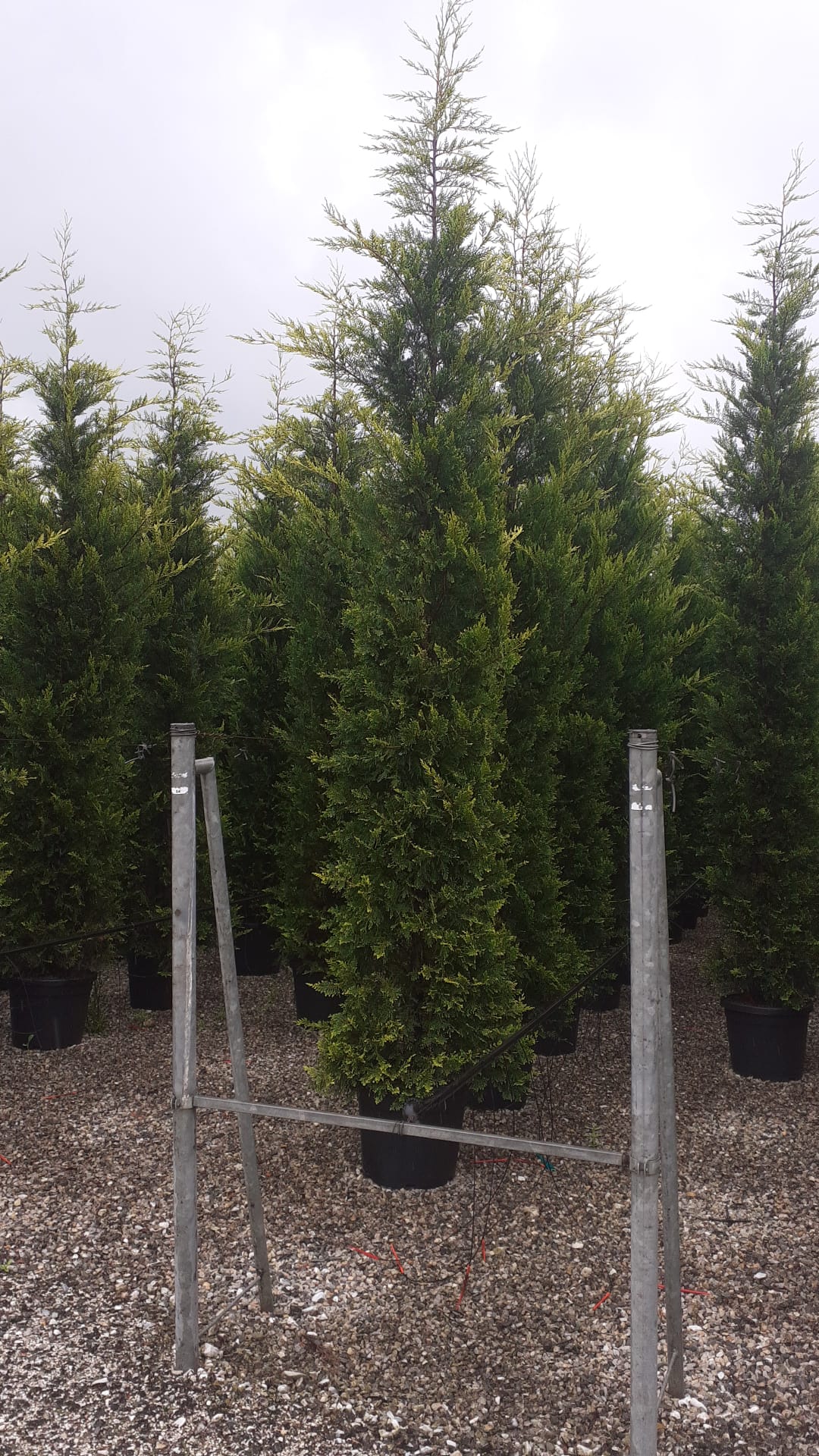 Cyprès Doré (Castlewellan Gold) - Image 6