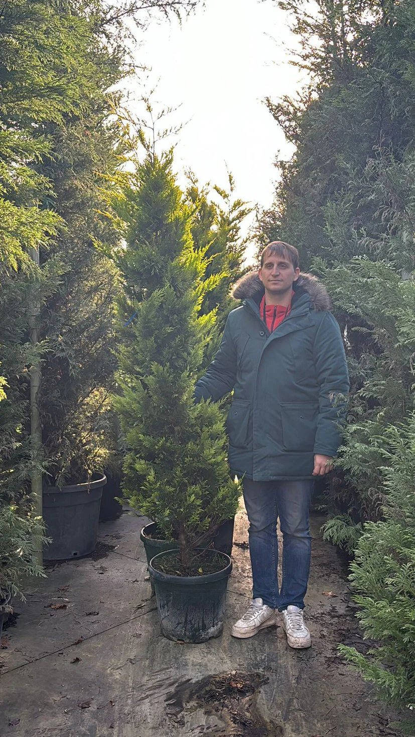 Cyprès Doré (Castlewellan Gold) - Image 7