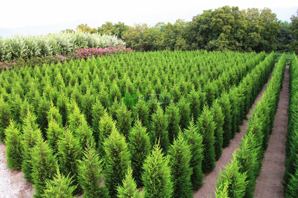 Cyprès Leylandii 2001 - Image 10