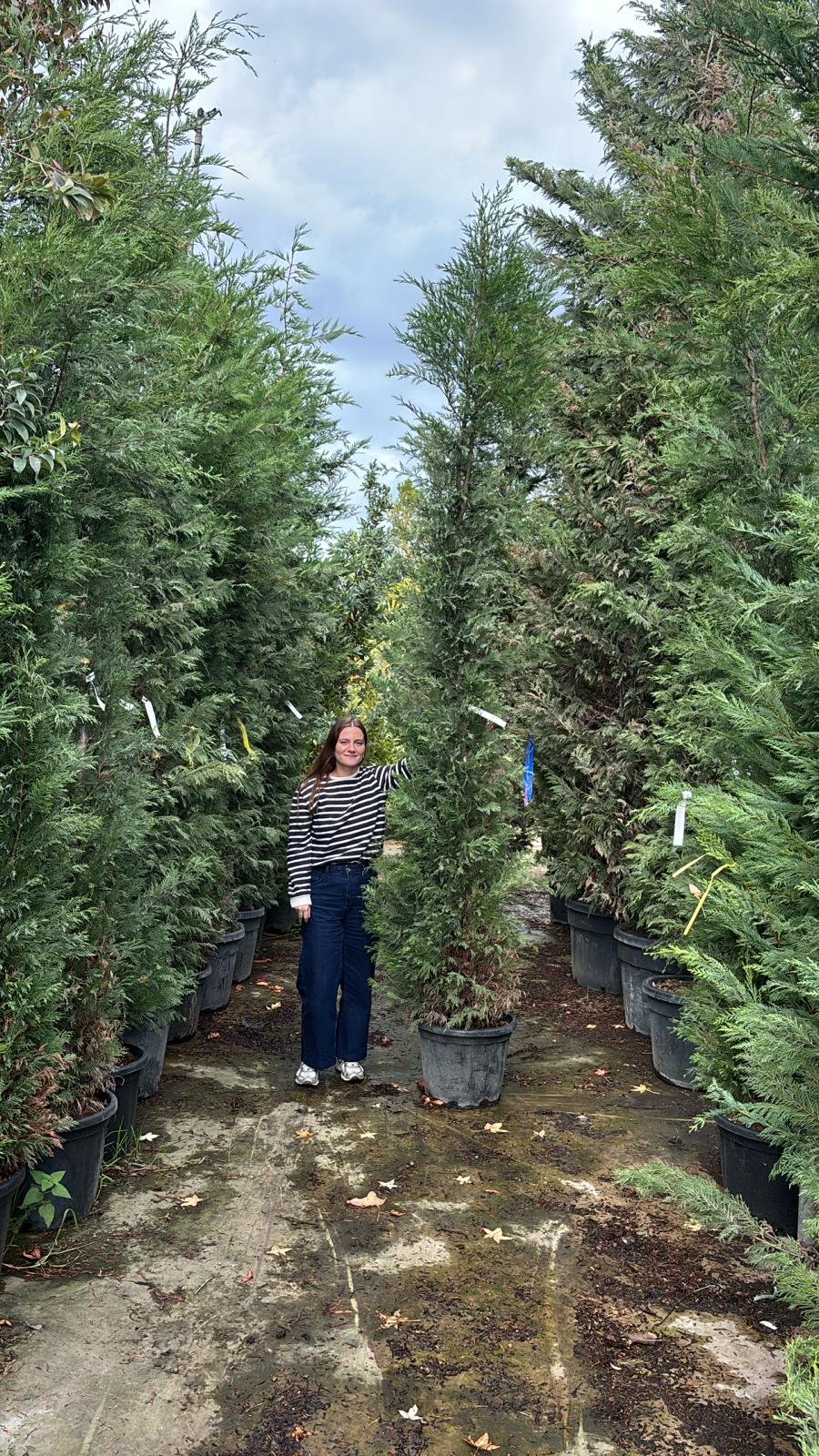 Cyprès Leylandii 2001 - Image 11