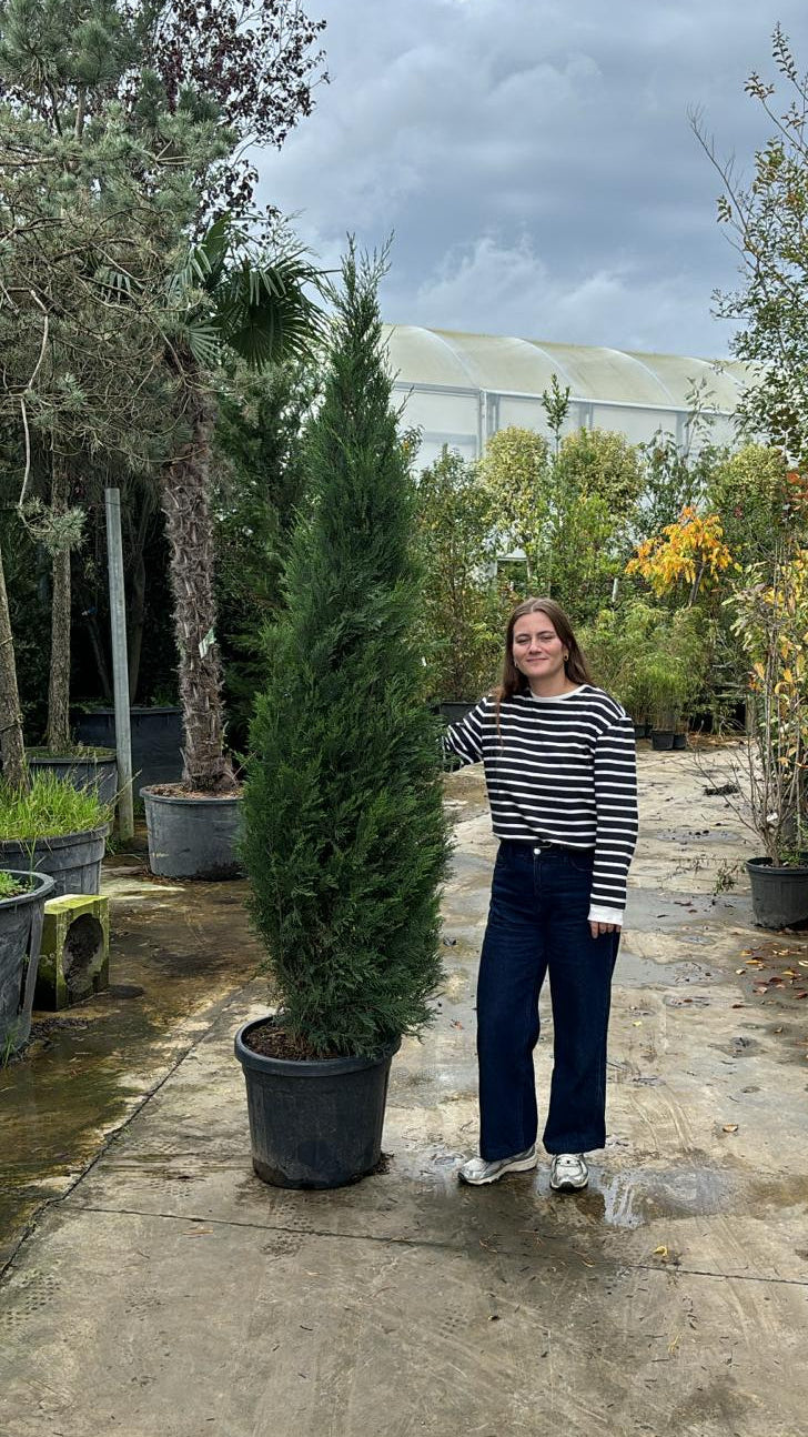 Cyprès Leylandii 2001 - Image 12