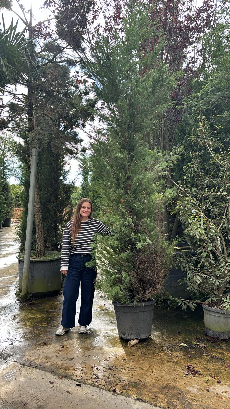 Cyprès Leylandii 2001 - Image 13