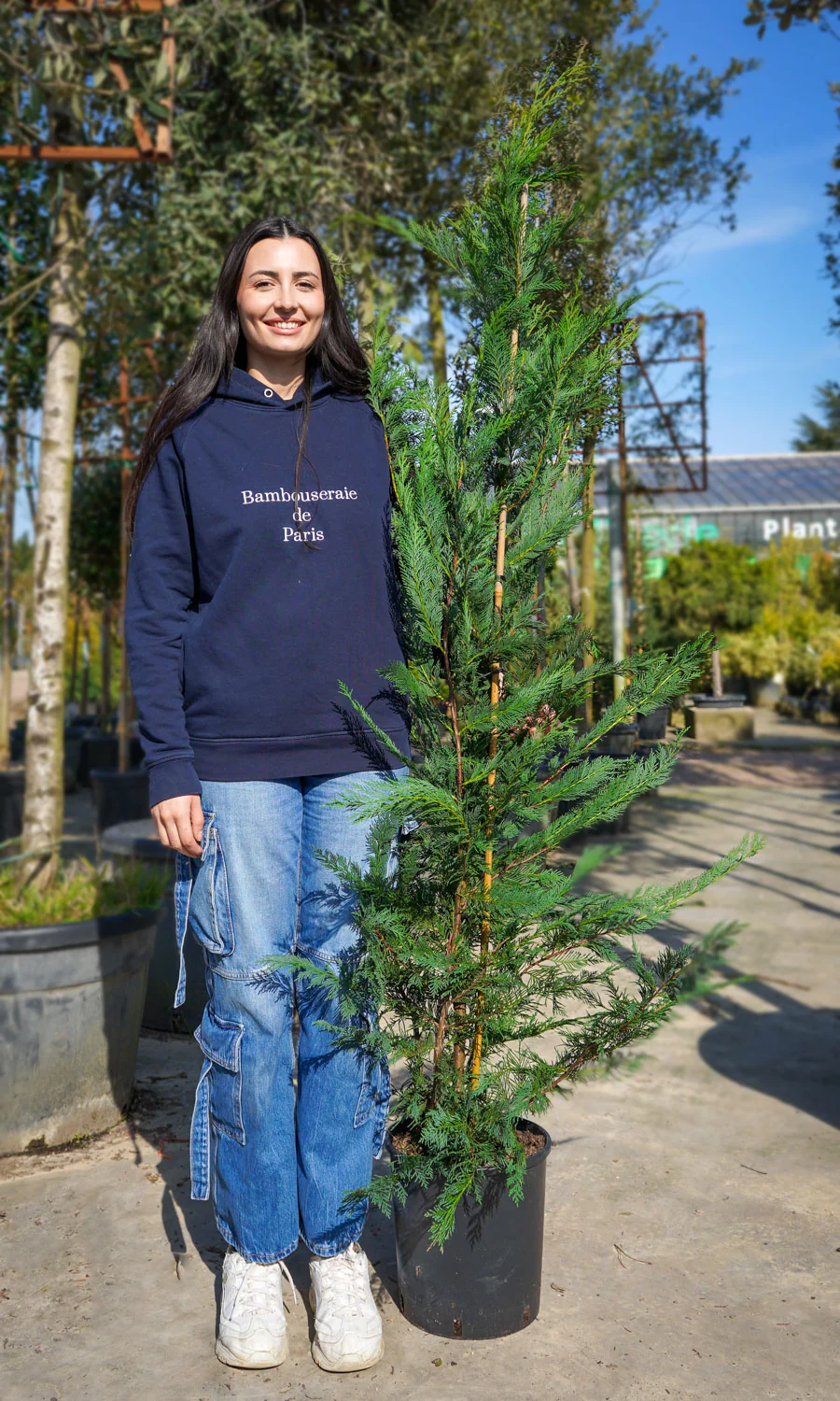 Cyprès Leylandii 2001 - Image 14