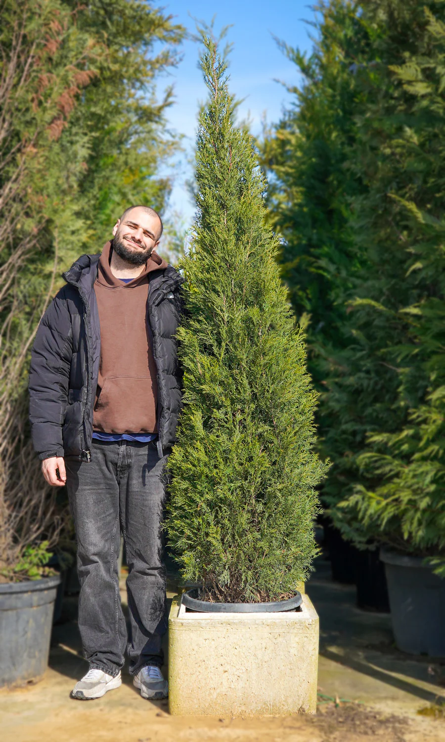 Cyprès Leylandii 2001 - Image 15