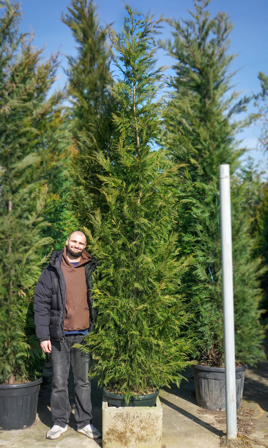 Cyprès Leylandii 2001 - Image 16